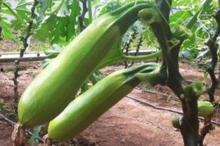 二甲双瓜怀孕还在吃,安全与挑战并存