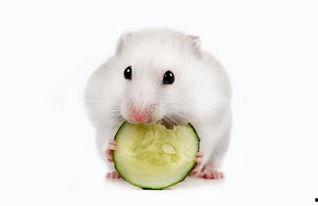 仓鼠可以吃毛瓜