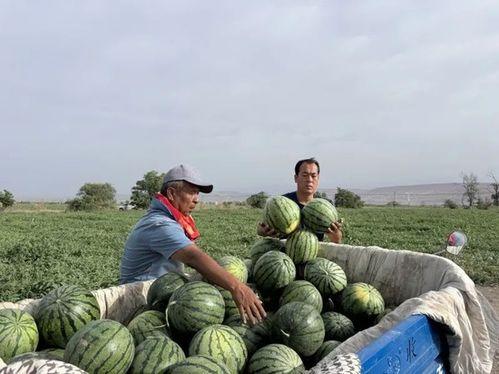 高邮吃瓜照,一场夏日里的欢乐盛宴