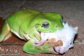 青蛙吃蜜瓜吗,一场意外的味蕾邂逅