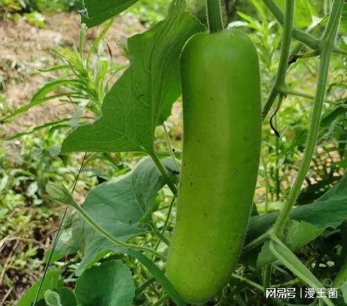 瓠子瓜产妇可以吃吗,产妇适宜食用的营养佳品