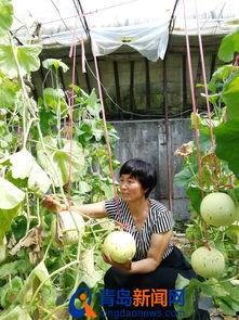 路边吃瓜100元,揭秘街头美食背后的故事