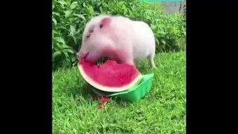 吃猪瓜视频,揭秘猪的生活与美食文化