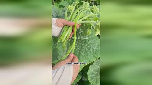 专门吃瓜尖,揭秘专吃瓜尖的独特风味