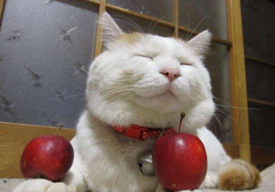 猫咪粤语吃瓜,喵星人的粤语“吃瓜”大揭秘