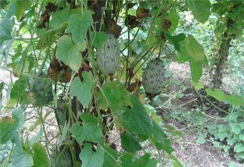 刺角瓜可以吃吗,美味与营养并存的神奇果实