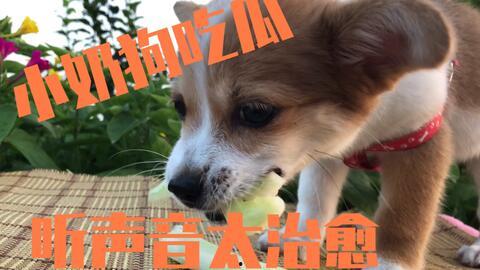 吃瓜小狗,揭秘娱乐圈的幕后故事