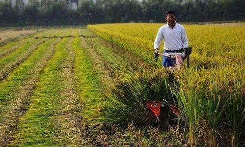 辽宁农民吃瓜的时间,丰收时节尽享田园美味