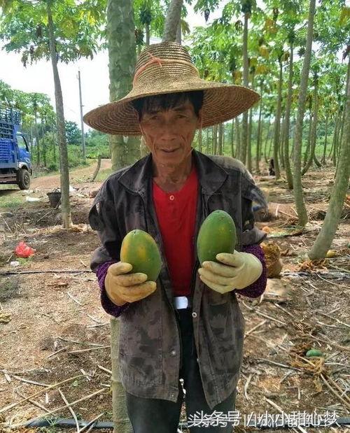 辽宁农民吃瓜的时间,丰收时节尽享田园美味