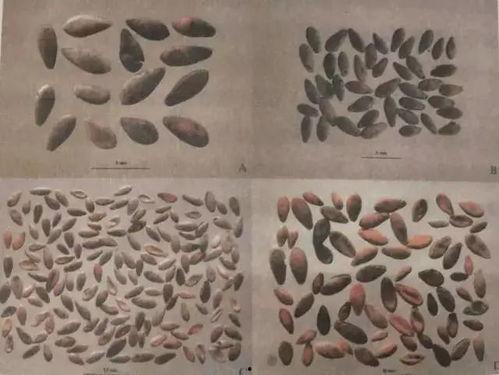 穿越古代系统吃瓜,系统吃瓜，笑看风云变幻