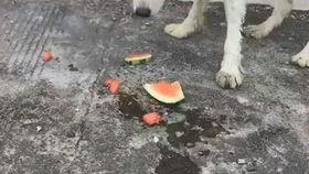 狗狗吃瓜事件,宠物饮食安全引关注