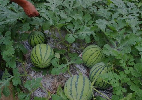 长垣吃瓜事件结果,真相大白，正义得以伸张