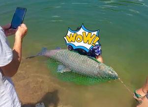 鱼类的吃瓜群众,揭秘鱼类的“吃瓜”生活