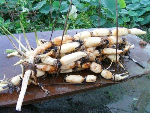 藕吃瓜 第3张 藕吃瓜 第3张