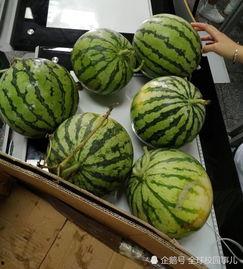 学校吃瓜了,揭秘“学校吃瓜”背后的故事 第1张 学校吃瓜了,揭秘“学校吃瓜”背后的故事 第1张