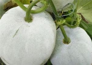 籽瓜不能和什么一起吃,揭秘哪些食材不宜同食  第1张