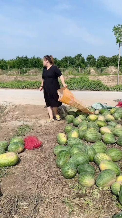 重生农村下乡吃瓜,下乡吃瓜，体验田园生活新篇章  第1张