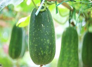 吃瓜更养瓜微博,趣味生活新风尚——揭秘“吃瓜更养瓜”微博现象”  第3张