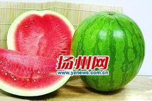 吃九红瓜好吗 第1张 吃九红瓜好吗 第1张