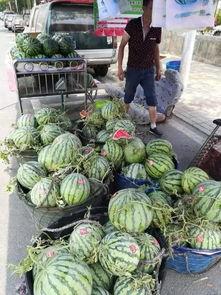 青海本地吃瓜事件,揭秘当地特色美食背后的故事  第1张