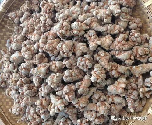 吃土瓜可以吃三七吗女生,女性养生新选择 第3张 吃土瓜可以吃三七吗女生,女性养生新选择 第3张