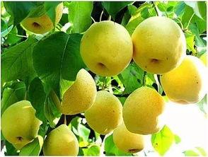 秋分几点吃瓜,揭秘最佳吃瓜时间  第1张