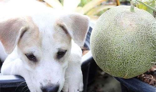 给小狗吃哈密瓜,小狗品尝美味瓜果  第1张