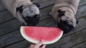 给小狗吃哈密瓜,小狗品尝美味瓜果  第2张