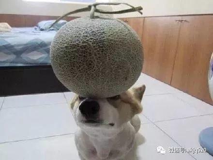 给小狗吃哈密瓜,小狗品尝美味瓜果  第3张