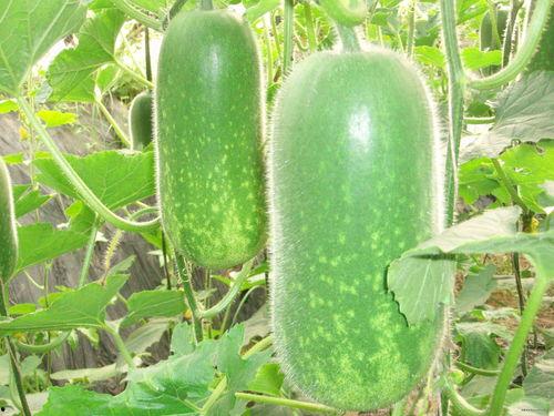 各路明星吃瓜现状图片,明星们的吃瓜日常大揭秘  第2张