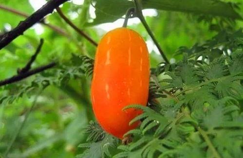 大兰瓜咋吃  第1张