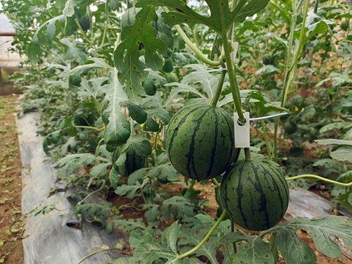 今日吃瓜五一吃瓜,盘点热门事件，轻松度过欢乐时光  第1张