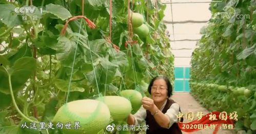 自由吃瓜基地自由,网络舆论场中的自由精神与责任担当