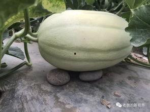 吃瓜找红姐  第2张