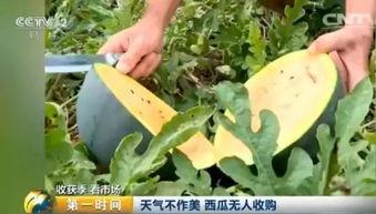 吃瓜找红姐  第3张