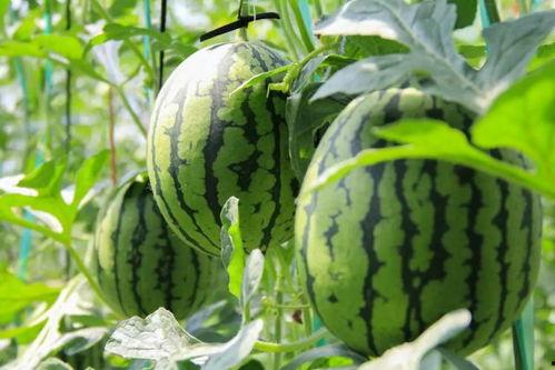 吃瓜群众橄榄,揭秘网络热议背后的真相与趣味 第1张 吃瓜群众橄榄,揭秘网络热议背后的真相与趣味 第1张