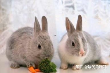 兔子可以吃土瓜,探寻绿色养殖新选择  第3张