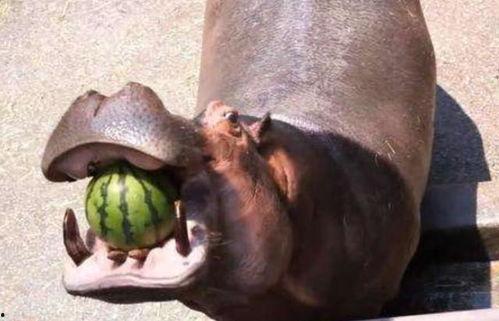 河马吃瓜搞笑视频,萌态十足引网友爆笑 第1张 河马吃瓜搞笑视频,萌态十足引网友爆笑 第1张