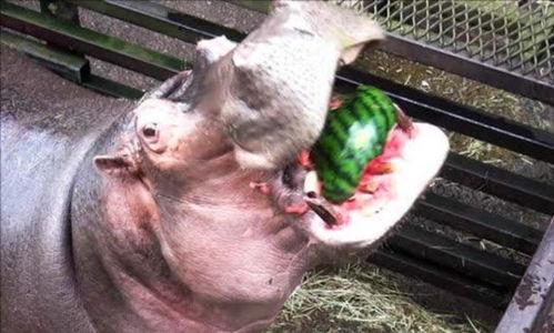 河马吃瓜搞笑视频,萌态十足引网友爆笑 第2张 河马吃瓜搞笑视频,萌态十足引网友爆笑 第2张