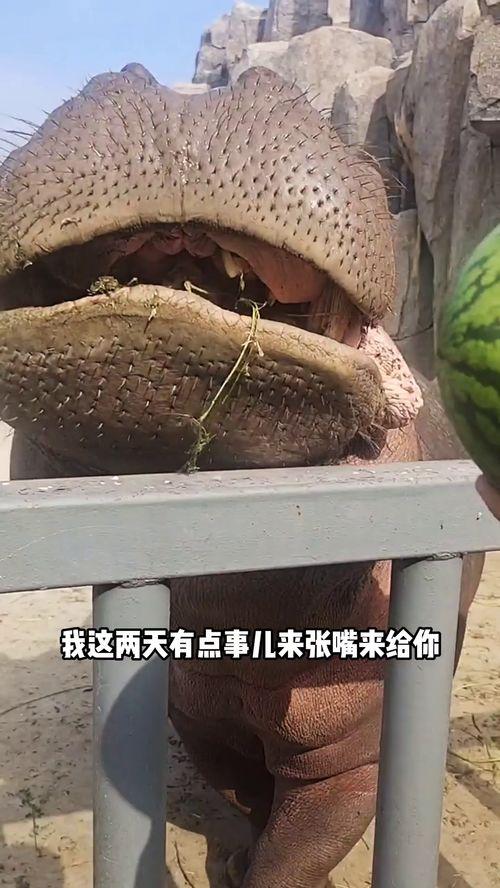 河马吃瓜搞笑视频,萌态十足引网友爆笑 第3张 河马吃瓜搞笑视频,萌态十足引网友爆笑 第3张