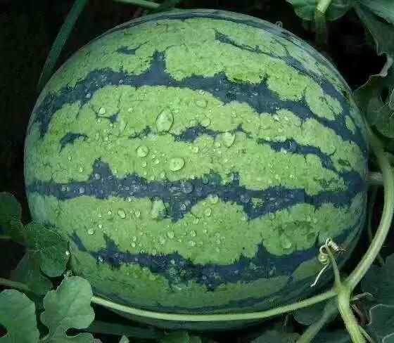 吃合米瓜  第2张