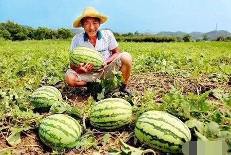 吃合米瓜  第3张