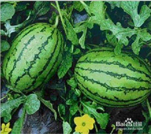 有吃瓜网吗  第2张