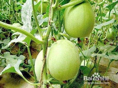 吃瓜立姜  第3张