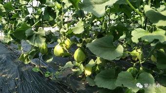 公益吃瓜全家桶,一场全民参与的爱心盛宴  第3张