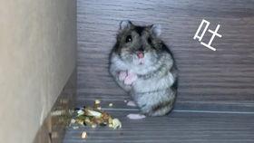 吃瓜的亚子,一场全民参与的娱乐盛宴  第1张