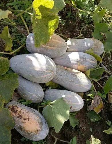 桑植吃瓜所有视频,揭秘乡村生活的甜蜜与苦涩