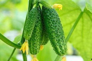 桑植吃瓜所有视频,揭秘乡村生活的甜蜜与苦涩  第3张