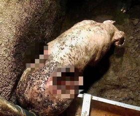 吃瓜引出的惨剧,一场意外的生命代价  第3张