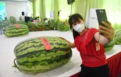 仁港吃瓜群众,揭秘街头巷尾的热议焦点  第3张